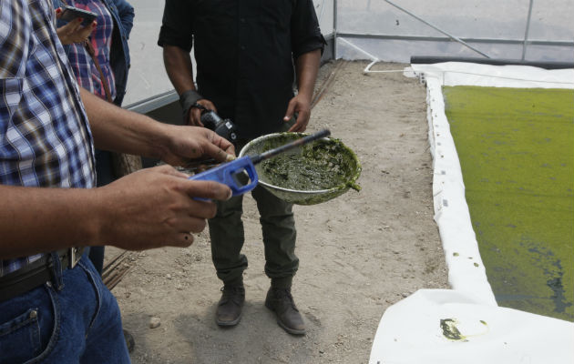 Emprendedores panameños apuestan a la producción sin químicos. Foto Edwin González