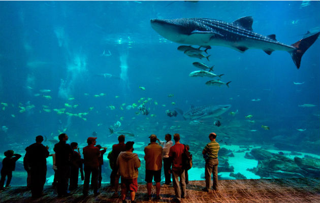 Miles de turistas visitan el impresionante Acuario de Atlanta, una de las atracciones turísticas. Miles de turistas visitan el impresionante Acuario de Atlanta, una de las atracciones turísticas.