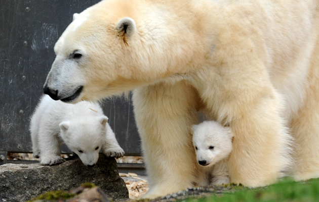 Ositos polares en zoológico Hellabrunn en Munich, Alemania. Foto AP