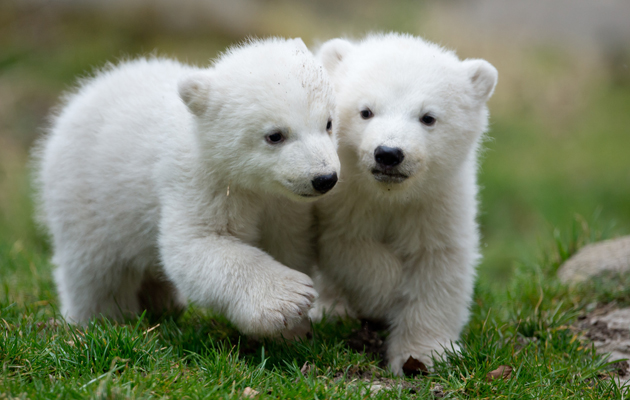 Ositos polares en zoológico Hellabrunn en Munich, Alemania. Foto EFE