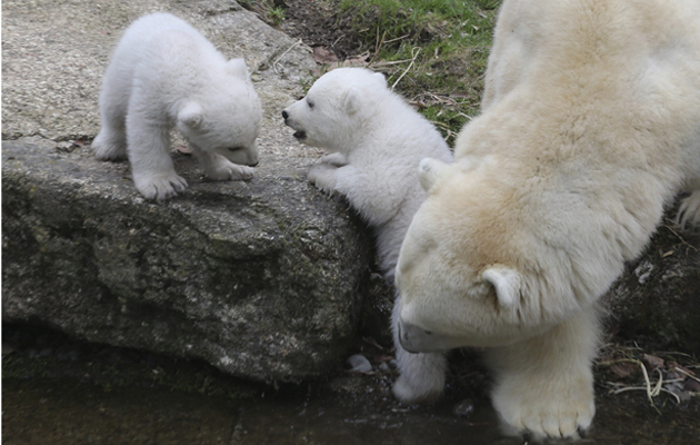 Ositos polares en zoológico Hellabrunn en Munich, Alemania. Foto EFE