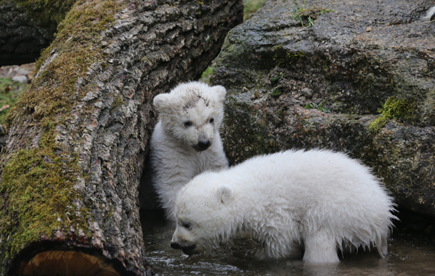 Ositos polares en zoológico Hellabrunn en Munich, Alemania. Foto EFE