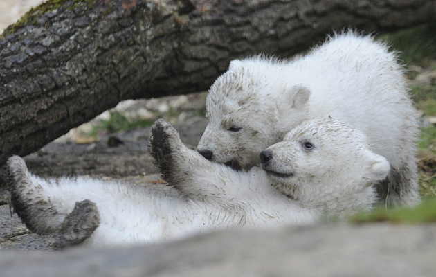 Ositos polares en zoológico Hellabrunn en Munich, Alemania. Foto EFE