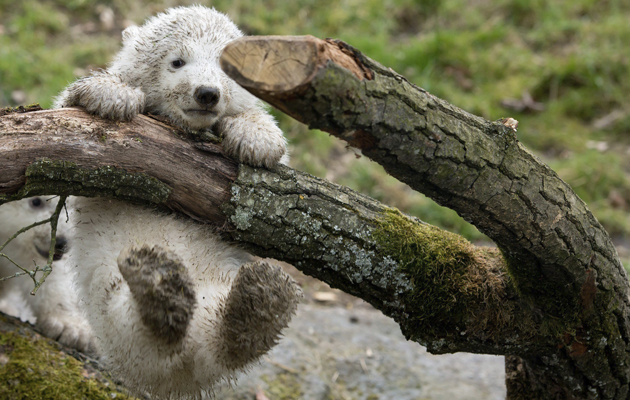 Ositos polares en zoológico Hellabrunn en Munich, Alemania. Foto EFE