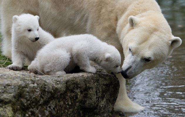 Ositos polares en zoológico Hellabrunn en Munich, Alemania. Foto EFE