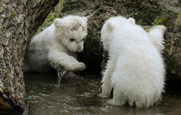 Ositos polares en zoológico Hellabrunn en Munich, Alemania. Foto AP