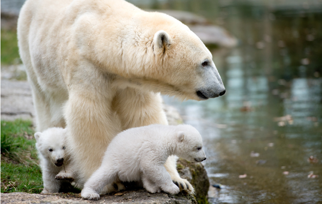 Ositos polares en zoológico Hellabrunn en Munich, Alemania. Foto AP