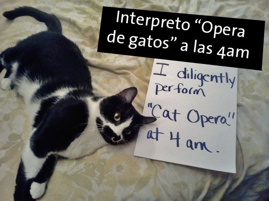Humillación de... gatos...