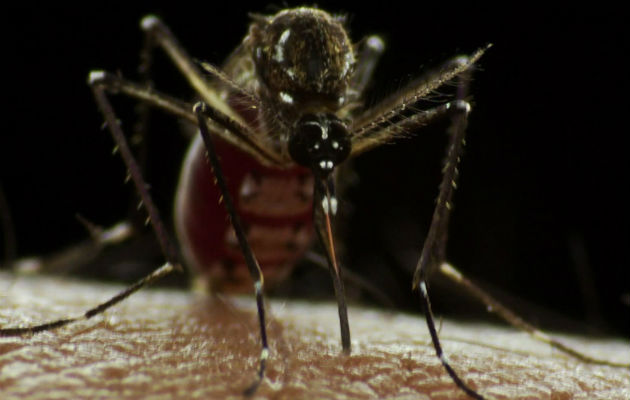 Analizan índice de infestación de Aedes aegypti. Foto/Archivos