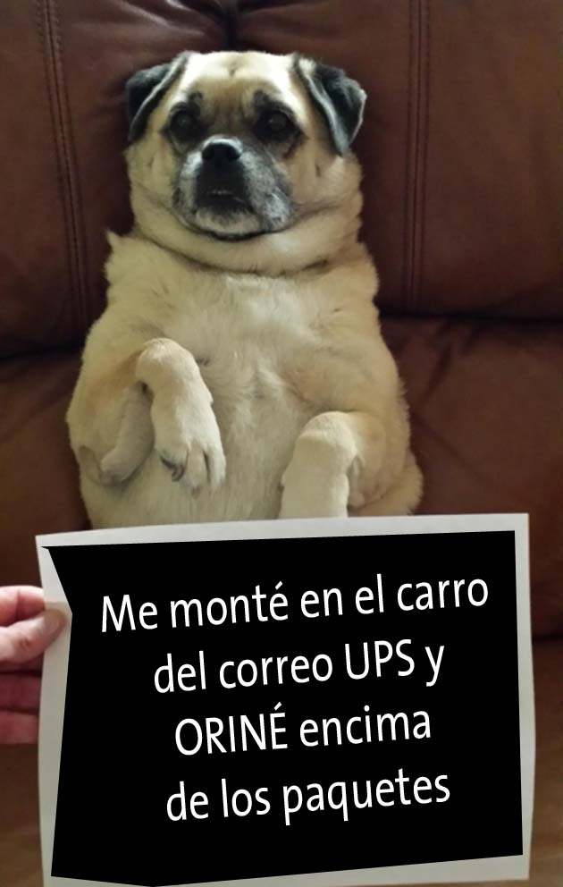 El dueño cuenta una de las travesuras de su perro en esta "Humillación de perro"