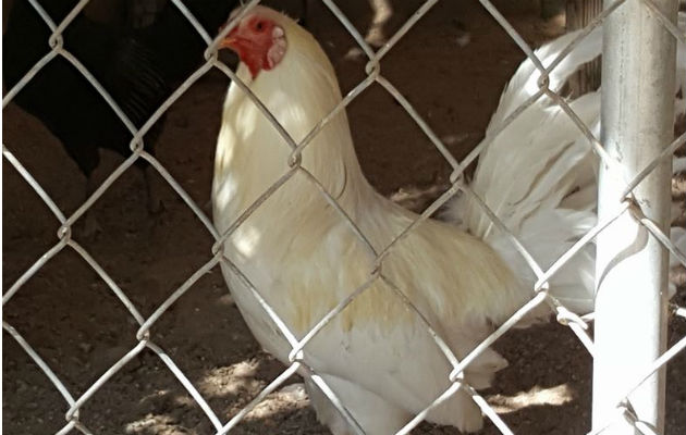 Por cuidar peleas de gallos, cada policía le cuesta a los organizadores cien dólares Los galleros consideran excesivo el cobro por seguridad. Foto: Diómedes Sánchez.