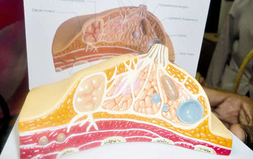 <p> La silicona se coloca detrás de las glándulas mamarias.</p>