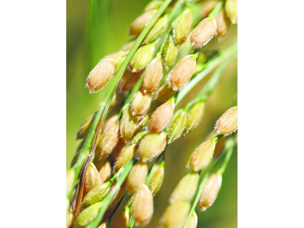 Bacteria Burkhoderia glumae ocasiona que el grano crezca vacío.(Bloomberg)