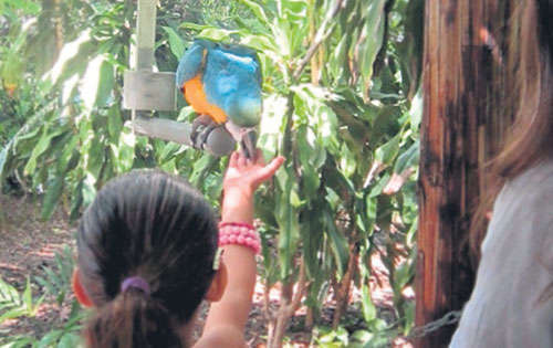 <p>Itinerario. Jungle Island debe estar en todo viaje familiar.</p>
