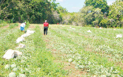 <p>Proyecciones. Se espera un incremento en la siembra.</p>