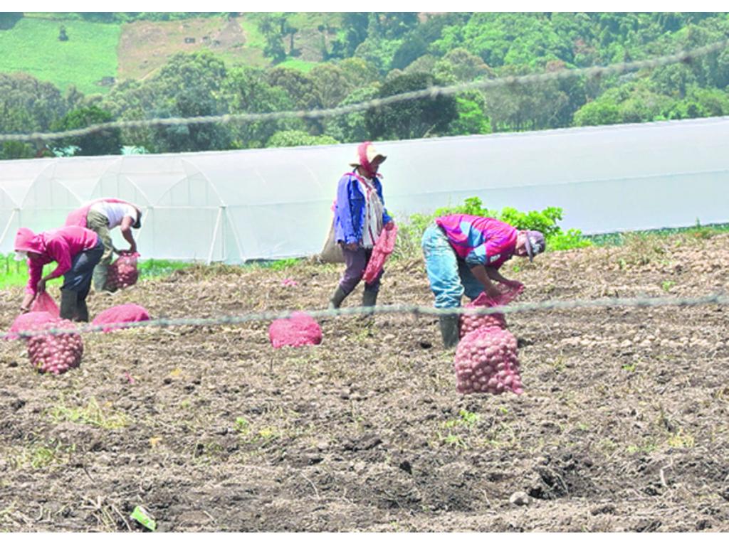 Cebolleros chiricanos advirtieron de alzas por exceso de lluvias.(Damaris Flores)