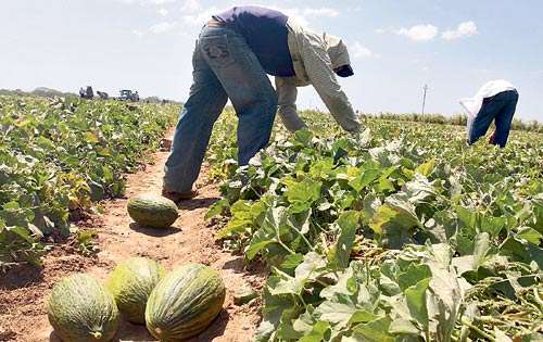 <p>Exportación. El sector pide se invierta en la producción nacional para que exista una mayor oferta de comercialización.</p>