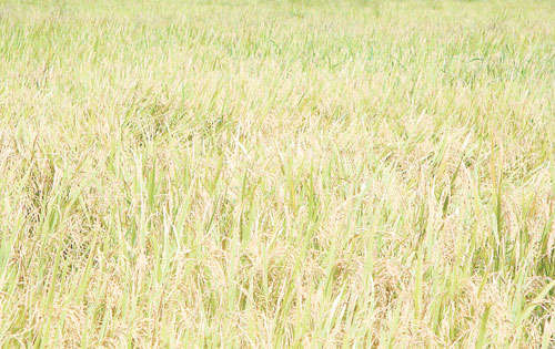 <p>Base. El arroz es uno de los principales alimentos.</p>