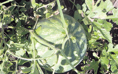 <p></p><p>Variedad. El producto es de buena calidad.</p>
