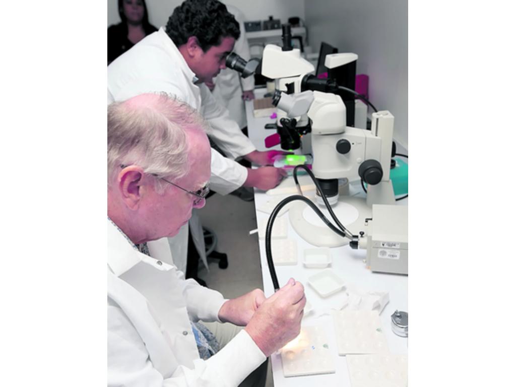 Momentos en que proceden a ver las larvas de las hembras Aedes.(Noriel Gutiérrez)