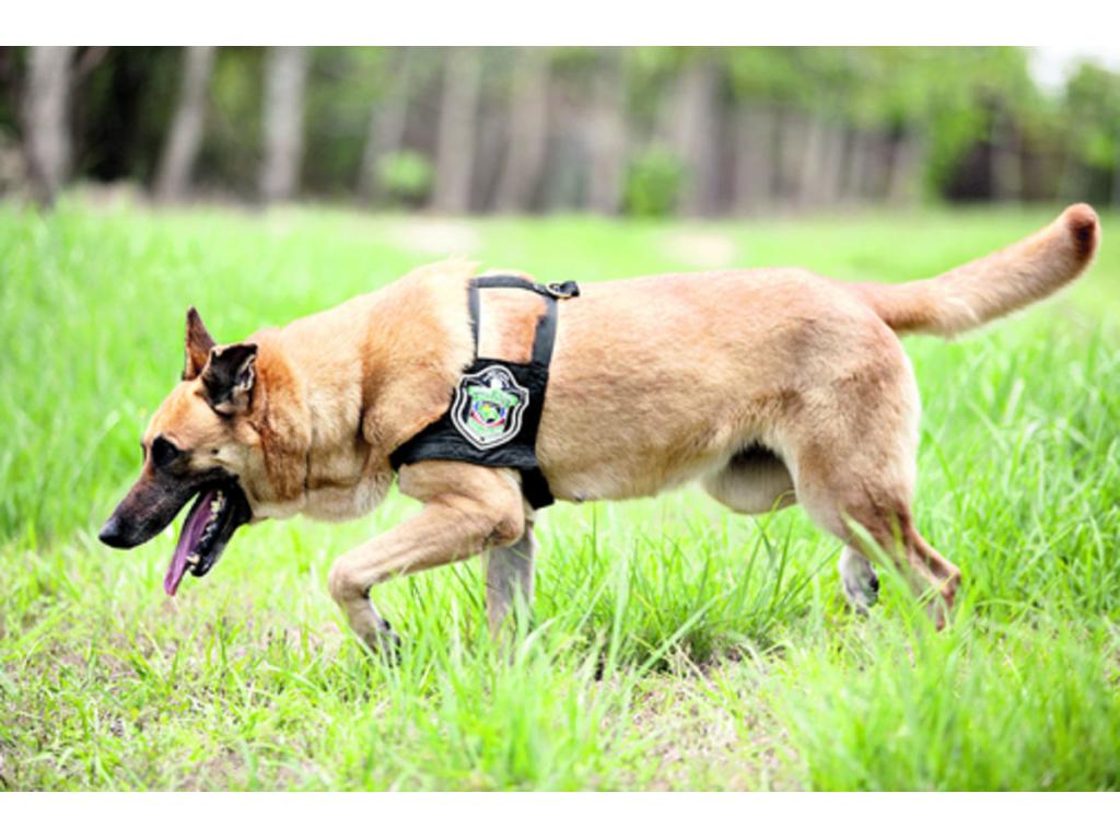 La sede de la Unidad Canina está ubicada en La Siesta, en Tocumen. Allí los asean y entrenan a diario.
