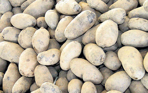 <p>Aceptación. El producto es cotizado por su calidad.</p>