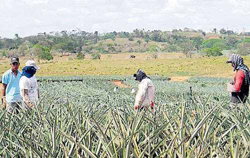 <p>Producción. Por las vías dañadas se trasladan las piñas.</p>