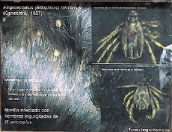 <b>Rhipicephalus (Boophilus) microplus</b><br>Fiebre del ganado<br>Es una garrapata dura que se puede encontrar en diversos huéspedes, entre ellos el ganado bovino, búfalos, caballos, asnos, cabras, ovejas, ciervos, cerdos, p