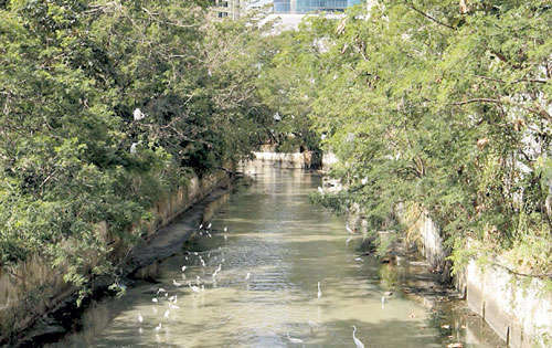 <p>Biodiversidad. Aves y peces buscan alimentos.</p>