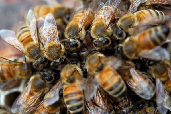 Abejas. EFE.<br>