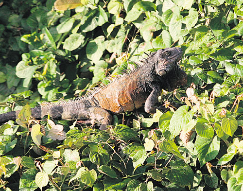 <p>Fauna. Iguanas, perezosos y guacamayas sirven de compañía.</p>
