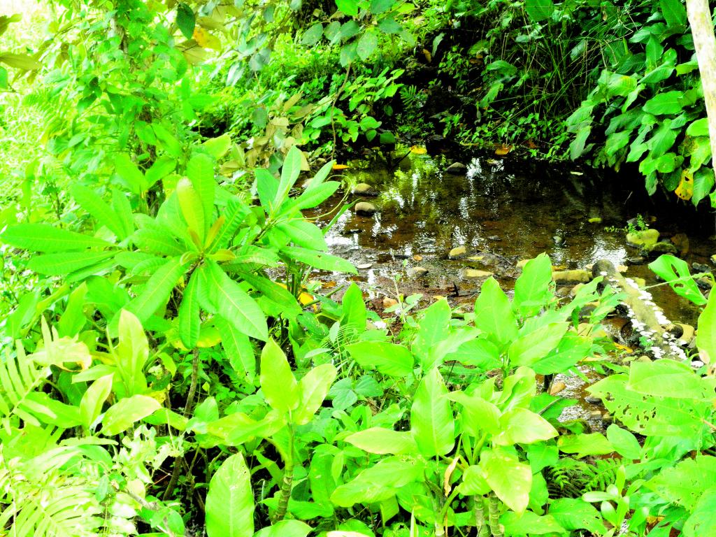 Daño. Muchas quebradas se contaminarán.(Damaris Flores.)