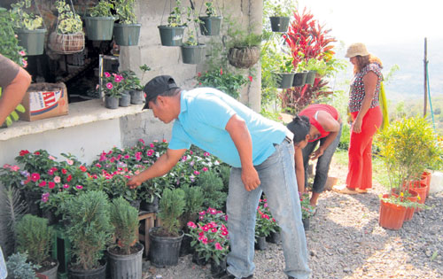 Plantas. En Limón se puede comprar variedad de matas. (Doralis Montenegro.)<br><br>