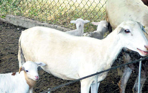 <p>Hay actividades que no han dado los frutos esperados, como la cría de ovejas, conejos pintados y cabras, ya que los niños le toman cariño a los animales y era difícil hacer el sacrificio de los mismos.</p>