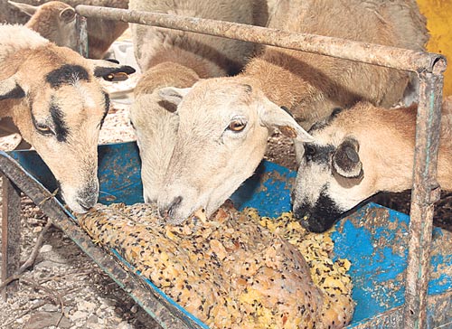 <p>Iniciativa. El ensilaje contiene los nutrientes necesarios para el desarrollo adecuado de los animales.</p>