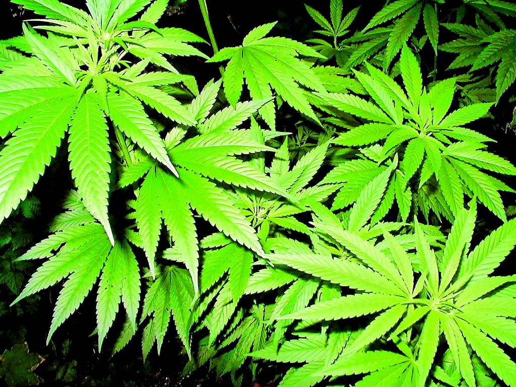 Producto. El cannabis se siembra entre cultivos agrícolas.(Archivo)