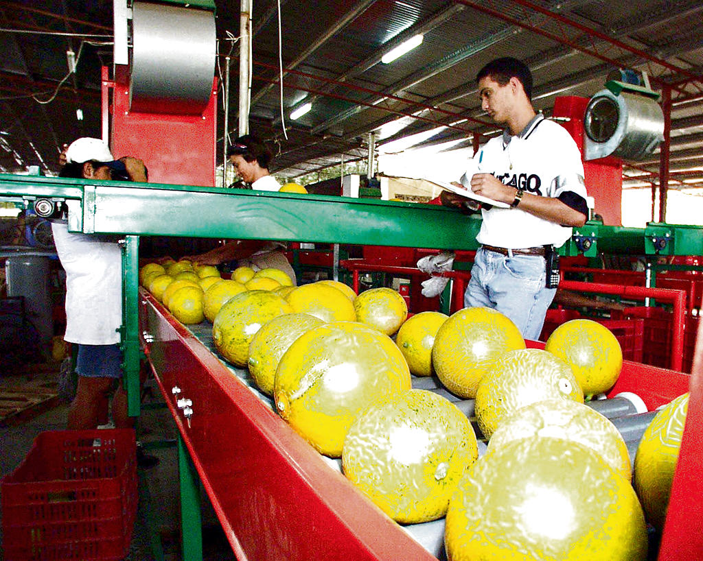 Melón. Productores buscan nuevos mercados.(ARCHIVO)