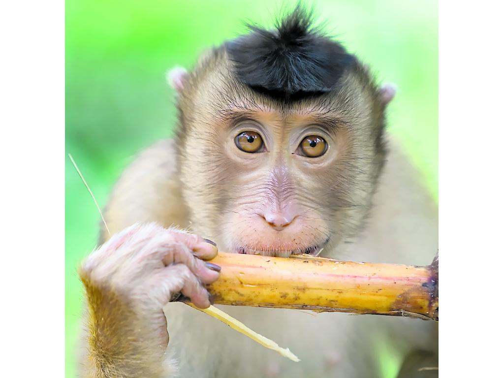 Macaco. Habitan en el templo Pura Luhur Uluwatu.()