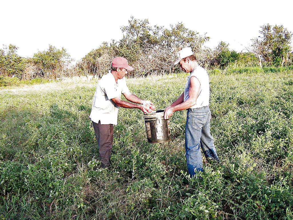 Factor. El clima afectó a los productores.(Achivo.)