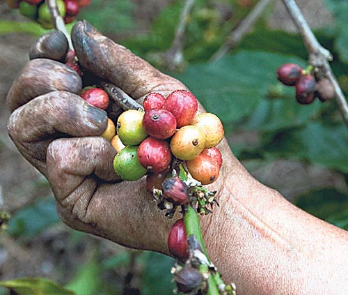 <p>Producción. Toda la zona del distrito de Boquete se considera productora de café.</p>