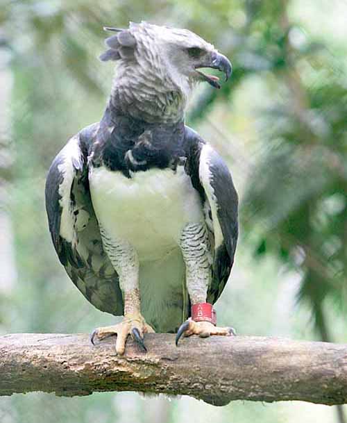<p>Las empresas tienen a su haber un número de guías, registro de aves avistadas, sitios identificados, entre otros elementos que agregan valor a los tours. Para orientar a los interesados en la observación de aves, la Asociación Audubon cuenta con