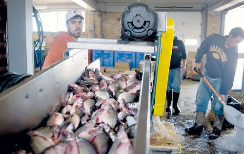 <p>Mariscos. Alimentos de menor exportación.</p>