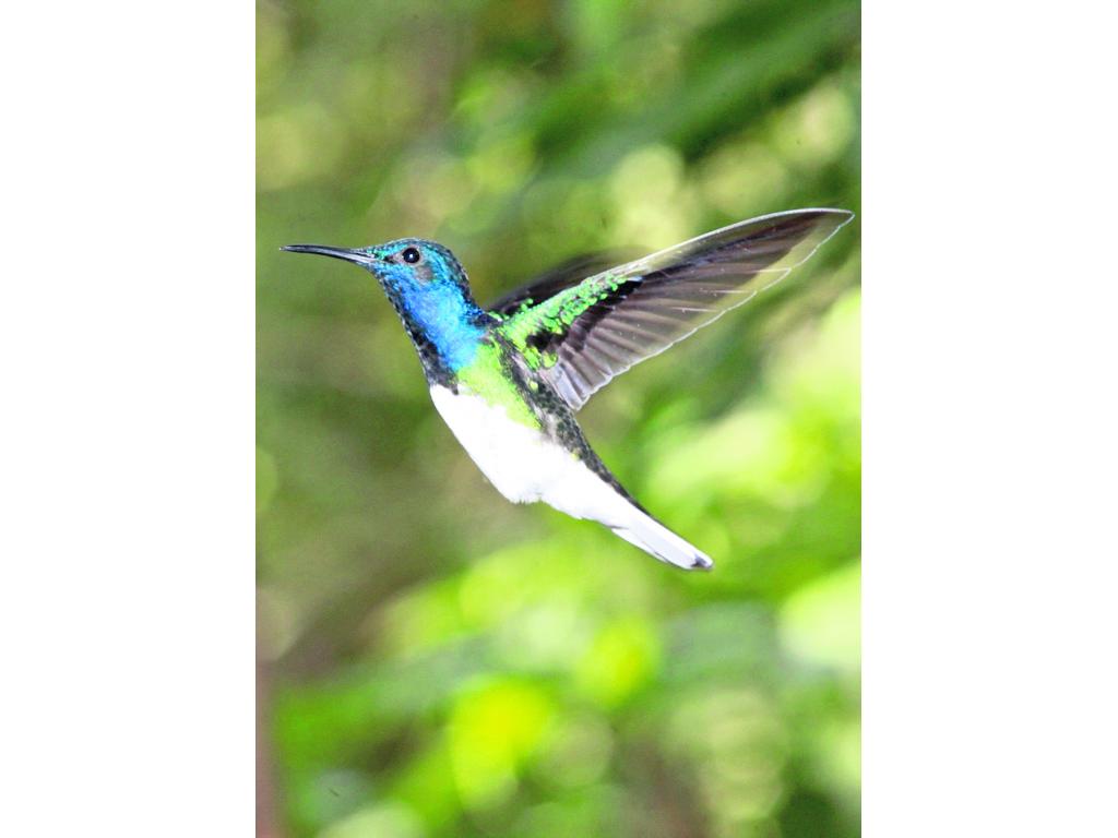 Observa desde muy cerca la acrobacia área de cientos de colibríes. (Alcides Rodríguez)