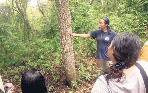 <p>Actividades. Se reforesta con árboles nativos.</p>