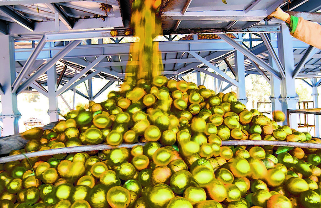 Fruta. La naranja fue un producto que bajó el precio.(Archivo.)