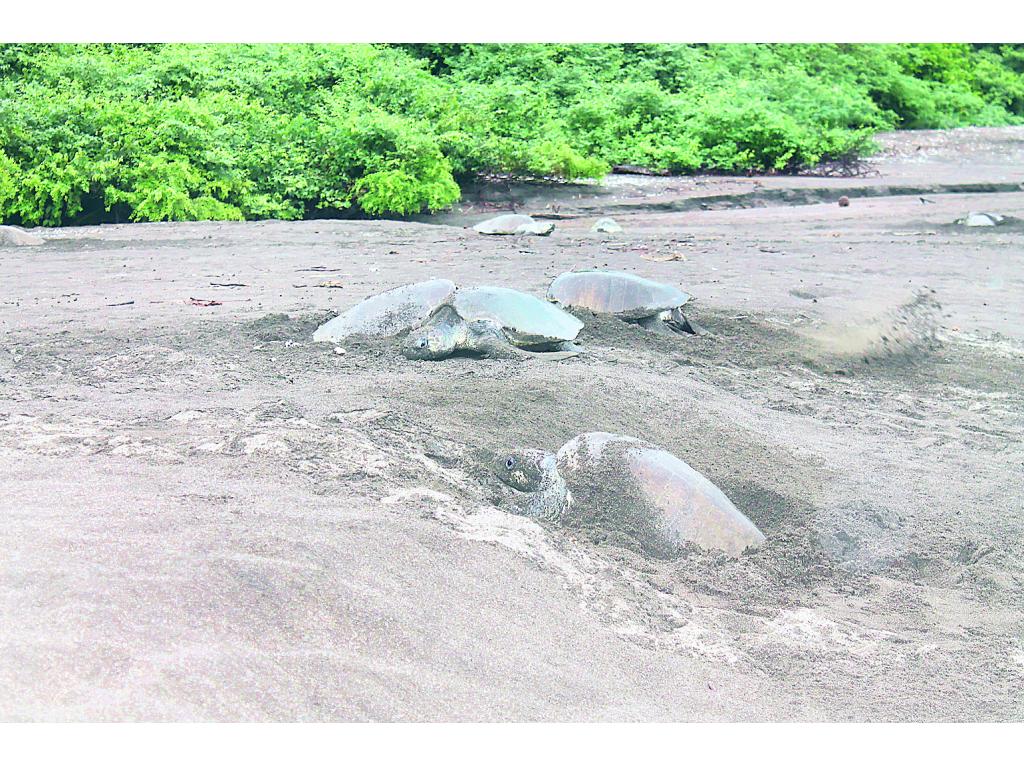 Actividad. Desovan en esta playa durante todo el año.()