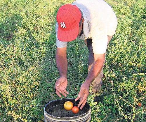 <p>Beneficio. Los productores reciben un incentivo.</p>