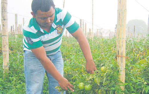 <p>Pérdidas. Productores de tomates son afectados.</p>