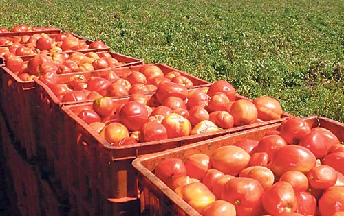 <p> Buscan insecto que sirva<span> </span>como depredador natural de la Tuta
Absoluta del tomate. Foto/Archivo<br></p>