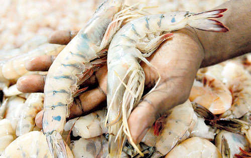 <p></p><p></p><p>La buena calidad de los productos es verificada.</p>